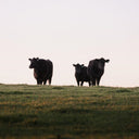 Why Australian Cattle Produce Some of the World's Most Bioavailable Collagen